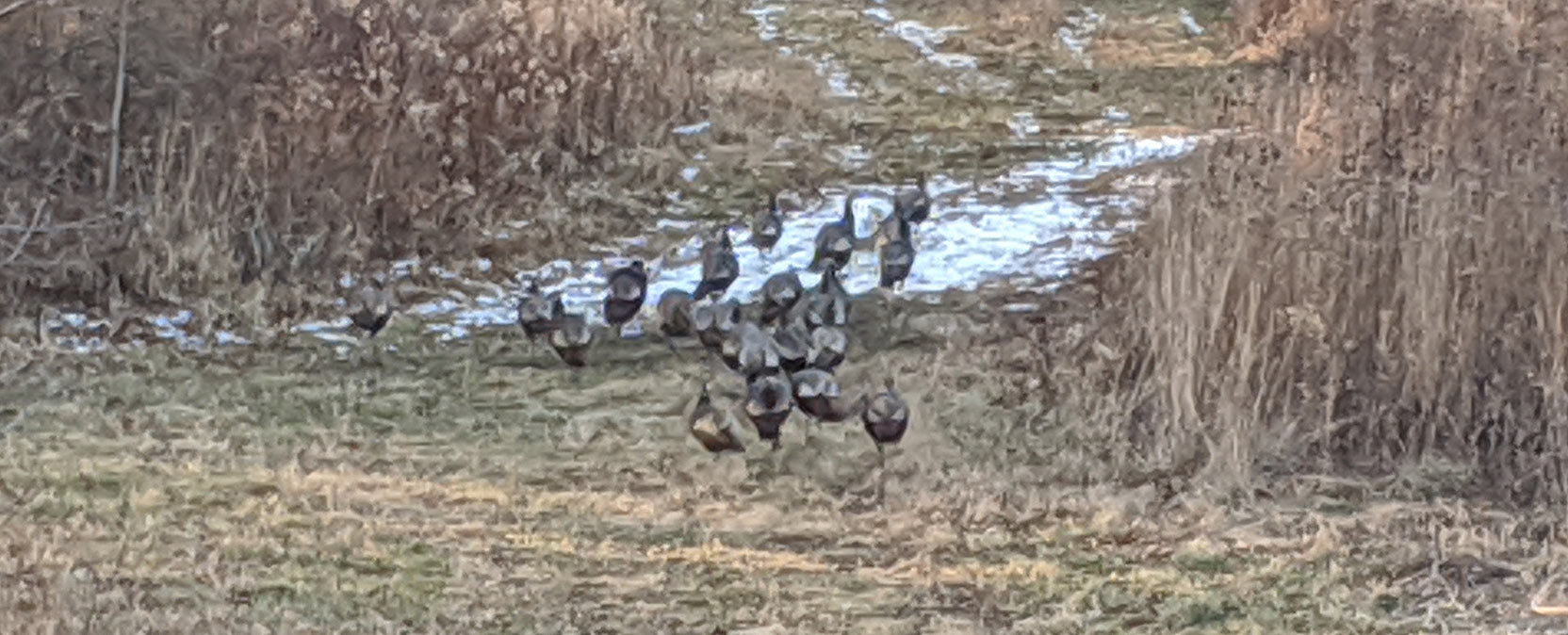 Birds