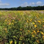 Wild Flowers