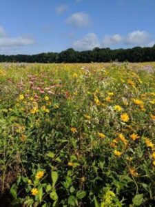 Wild Flowers